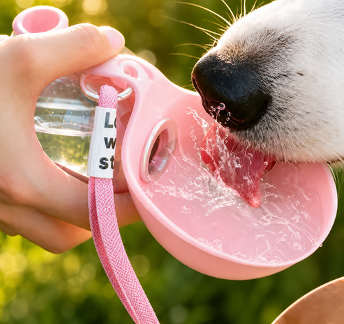 La Gourde Pour Ton Chien